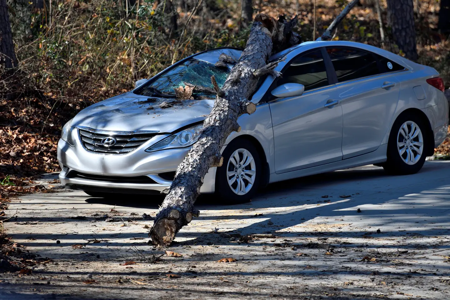 Voiture endommagée par la chute d'un arbre