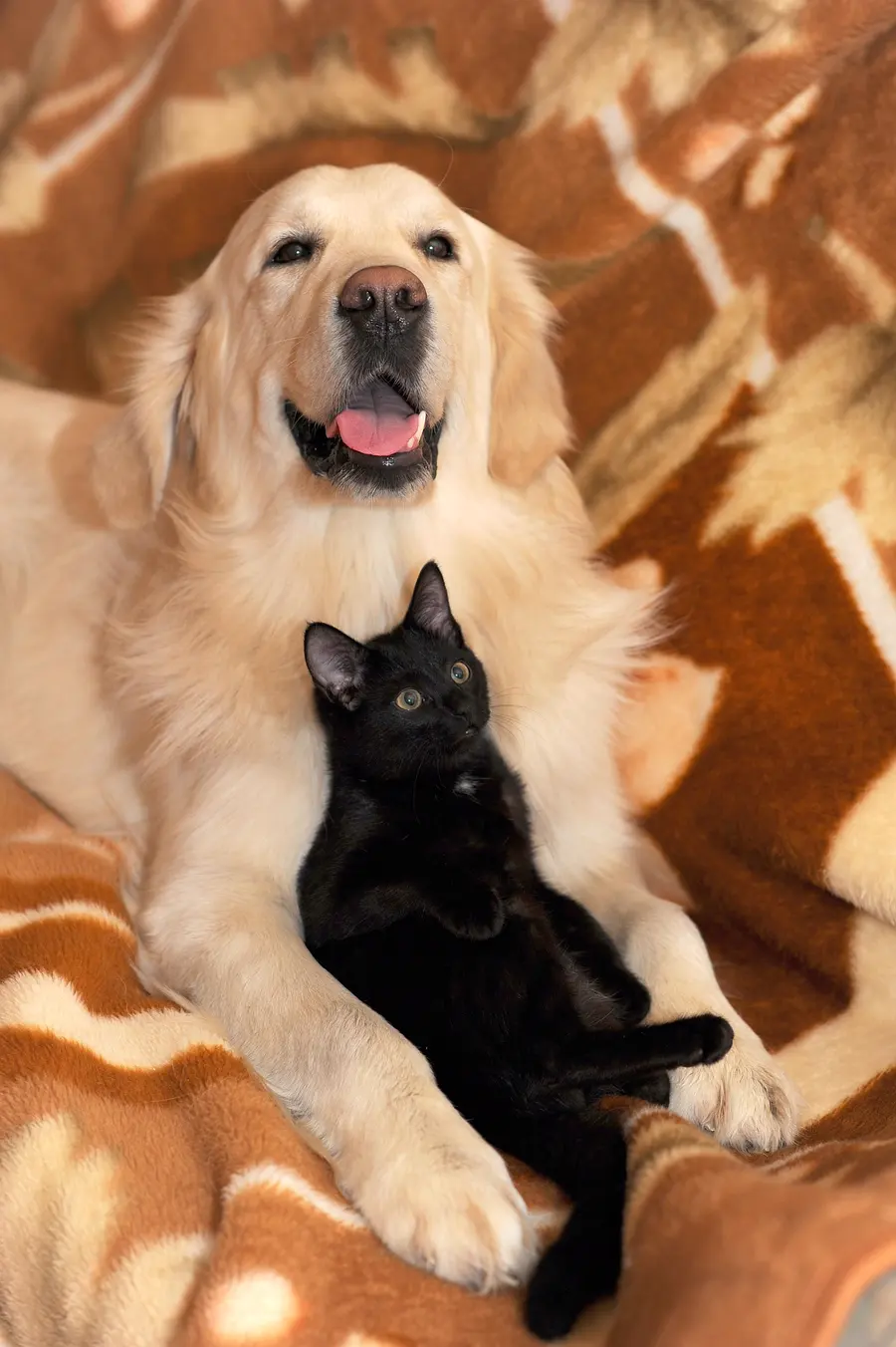 Chien et chat réunis dans un intérieur familial